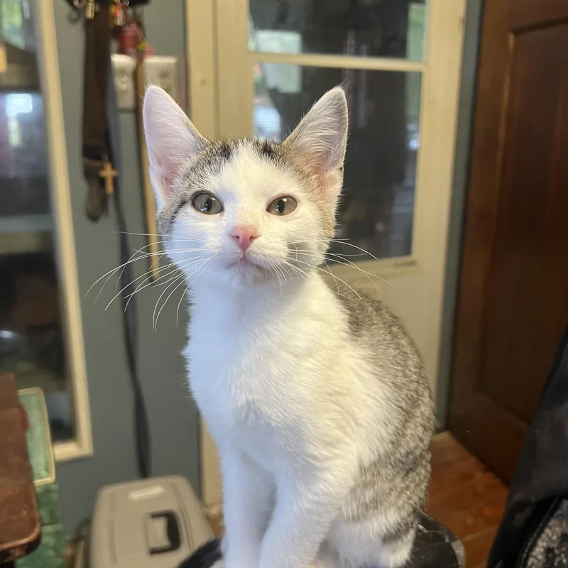 A baby small-sized male Tabby (Gray / Blue / Silver) Domestic Short Hair cat named River for adoption in Johnson City, TN