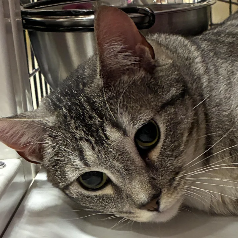 Mister Andy [and Miss