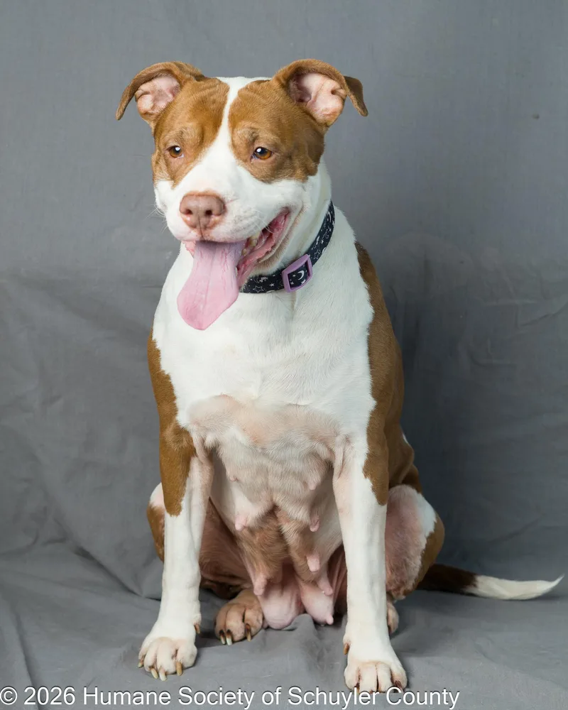 An adult medium-sized female Pit Bull Terrier dog named Princess for adoption in Montour Falls, NY