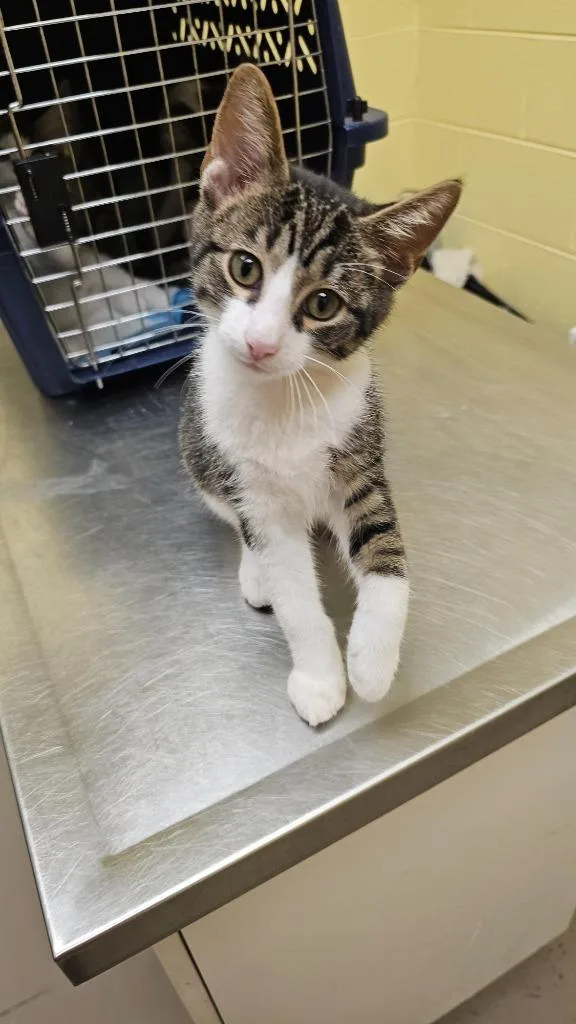 A baby small-sized male Domestic Short Hair cat named Toaster for adoption in Crossville, TN