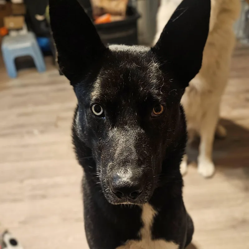 A young medium-sized male Black Husky dog named Amazing Jett! for adoption in Pine Mountain Club, CA
