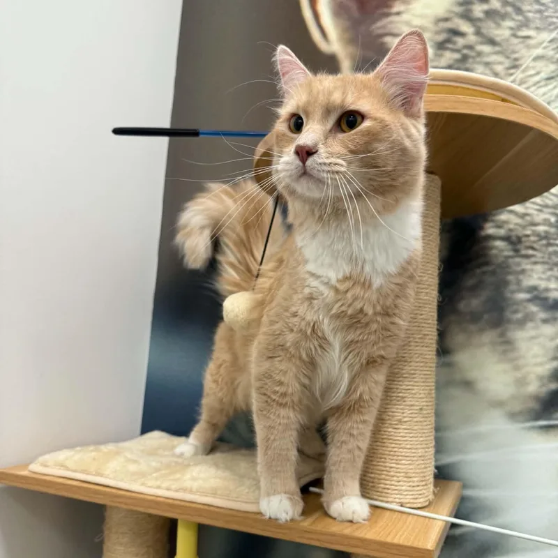 A young medium-sized male Orange & White Domestic Long Hair cat named Queso for adoption in Sedalia, MO