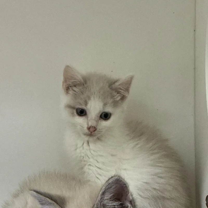 A baby small-sized female White Domestic Medium Hair cat named Wasabi for adoption in Elizabeth City, NC