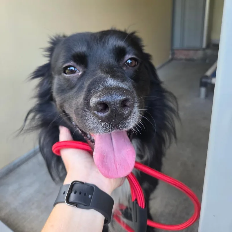 A young medium-sized male Border Collie dog named Diaval for adoption in Binghamton, NY
