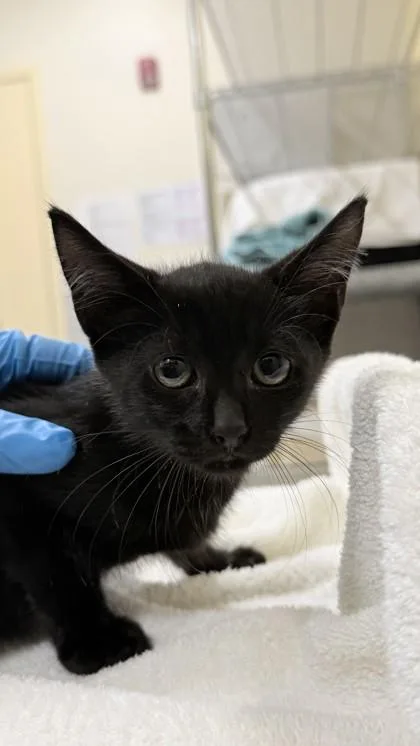 A baby small-sized male Domestic Short Hair cat named Damon for adoption in Honolulu, HI