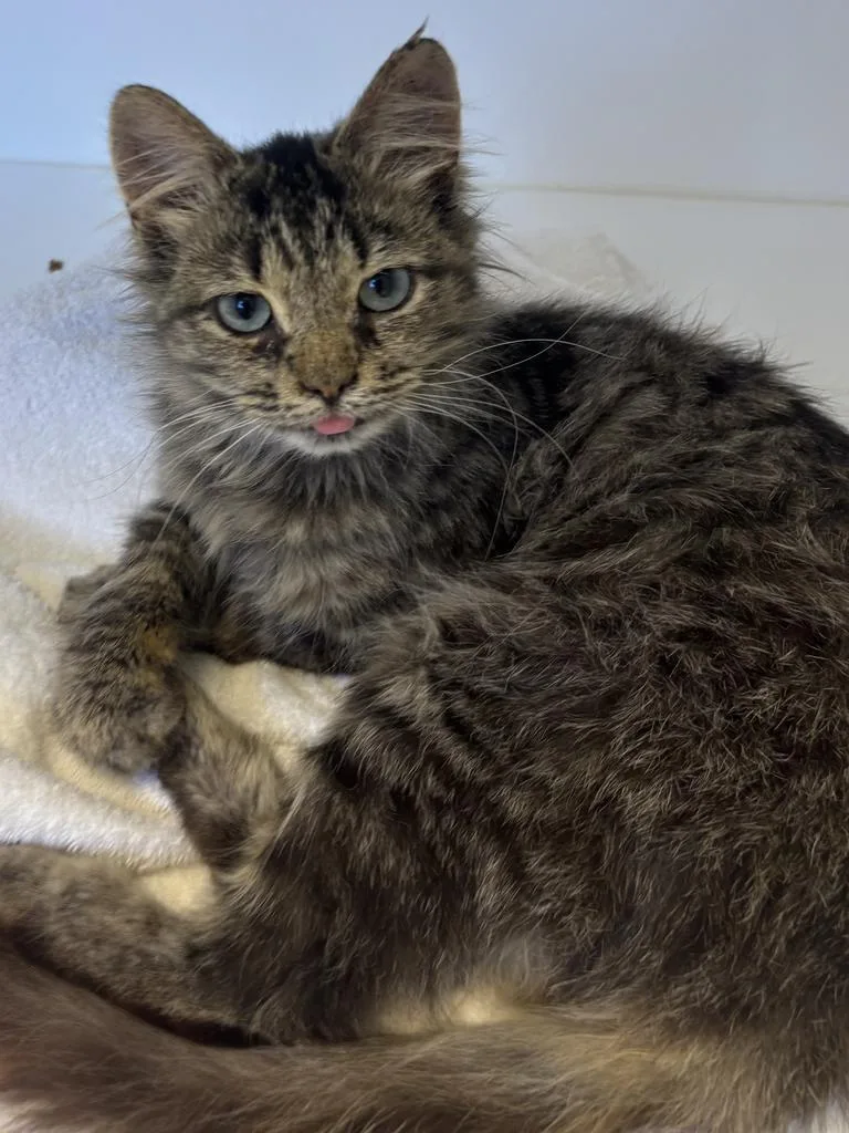 A baby large-sized male Domestic Medium Hair cat named Conan for adoption in Greenfield, IN