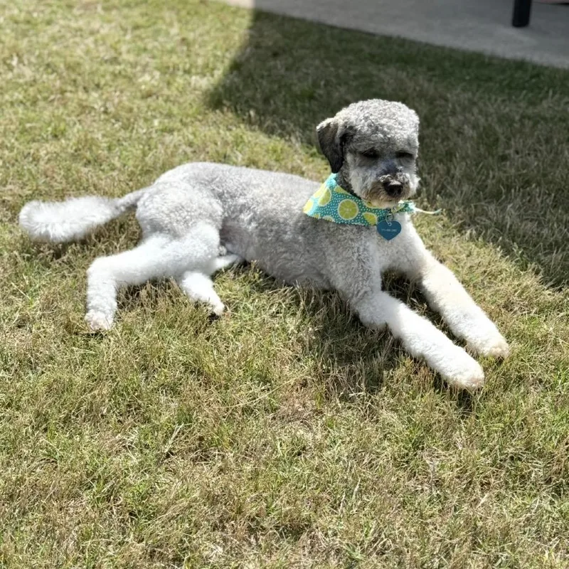 An adult small-sized male Gray / Blue / Silver Mixed Breed dog named Charlie doodle for adoption in Peachtree City, GA