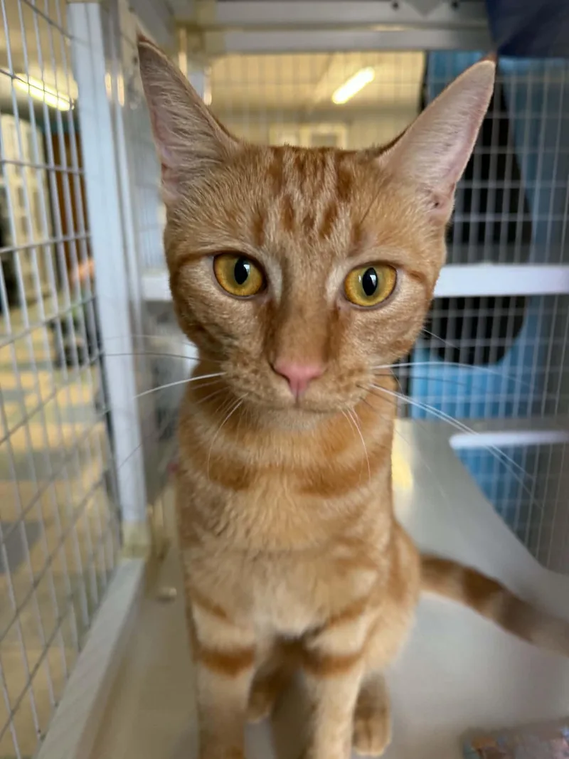 An adult medium-sized female Domestic Short Hair cat named Ojo for adoption in Claremont, NH