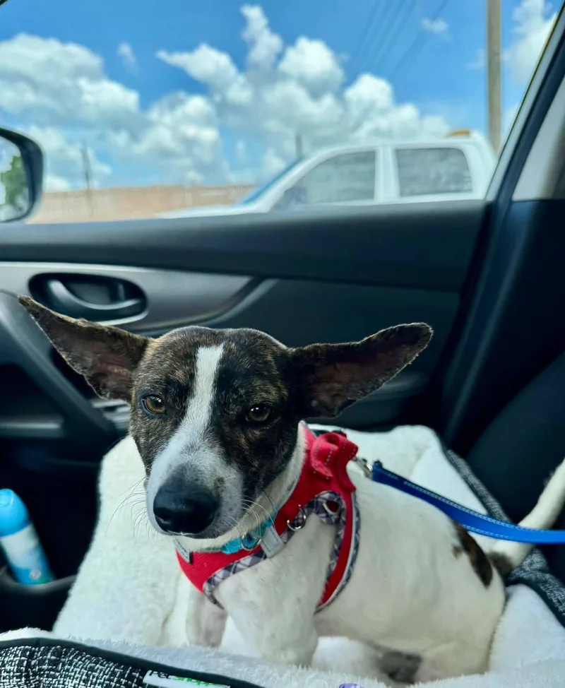 Leia