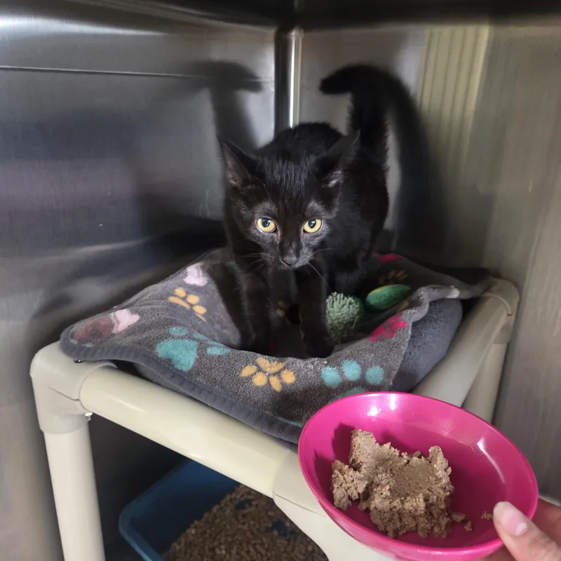 A baby medium-sized female Black Domestic Short Hair cat named Cher for adoption in West Branch, MI