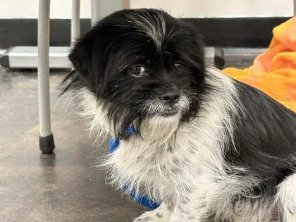 An adult small-sized male Mixed Breed dog named Davey Ross for adoption in Memphis, TN