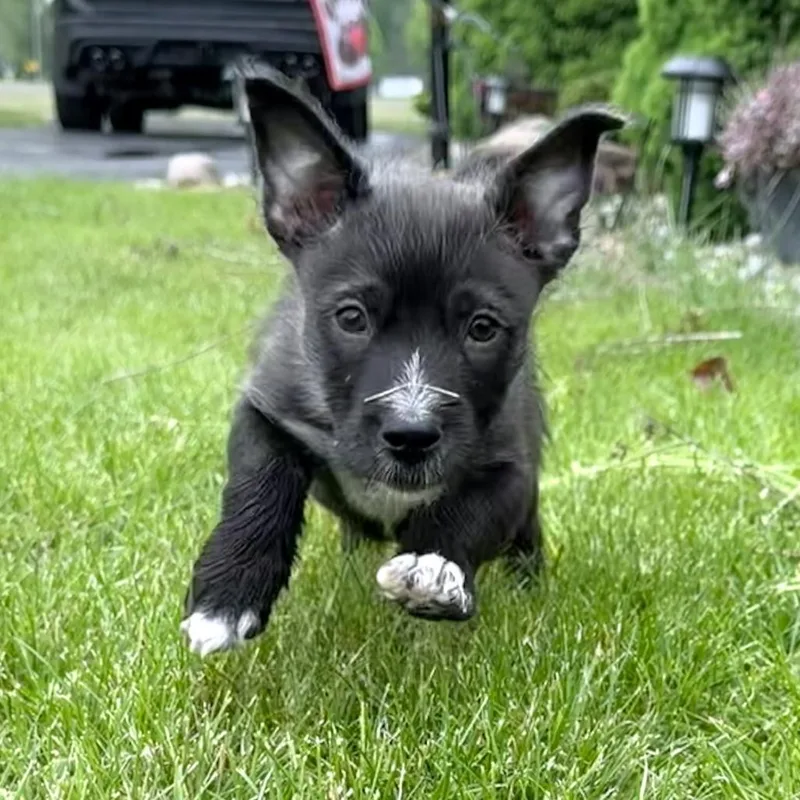 A baby small-sized male Black Terrier dog named Zeke for adoption in Northville, MI