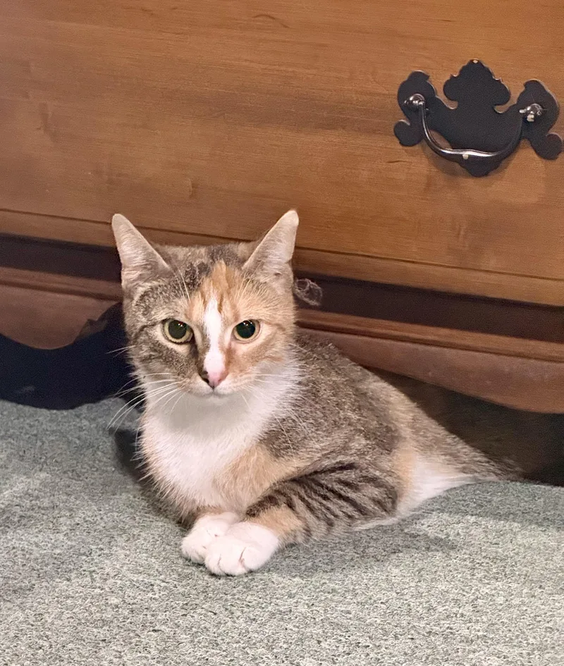 A young medium-sized female Calico cat named Charlie for adoption in Bethel, CT