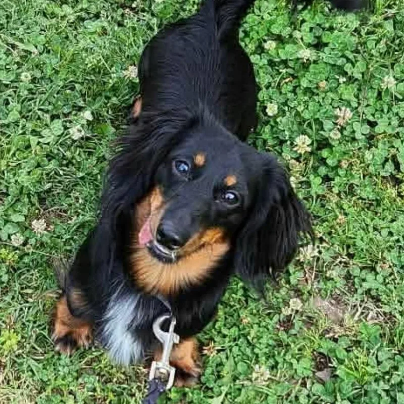 A young small-sized male Black Dachshund (Miniature Long Haired) dog named Finn for adoption in Hackett, AR