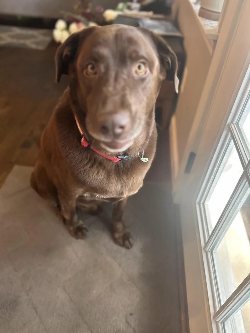 An adult large-sized male Chocolate Labrador Retriever dog named Dodge for adoption in Waterford, MI
