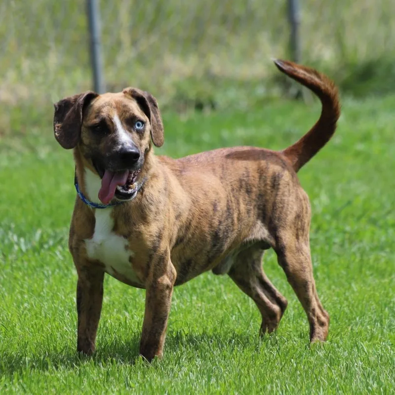 An adult medium-sized male Beagle dog named Mike for adoption in Fairfax, VA
