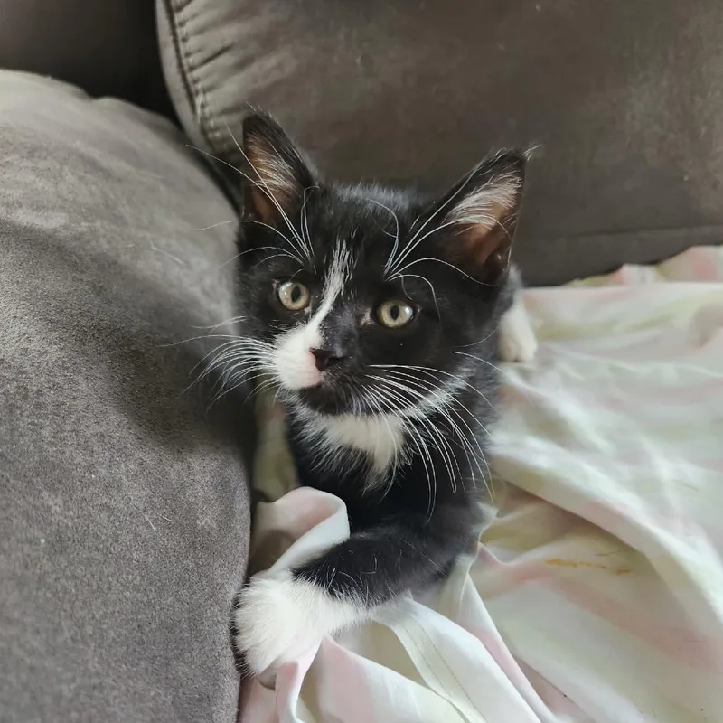 A baby small-sized female Black Domestic Short Hair cat named Tinkerbell for adoption in Tawas City, MI