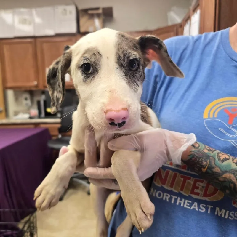 A baby small-sized female White / Cream Australian Shepherd dog named Katie Lynn U for adoption in Tupelo, MS
