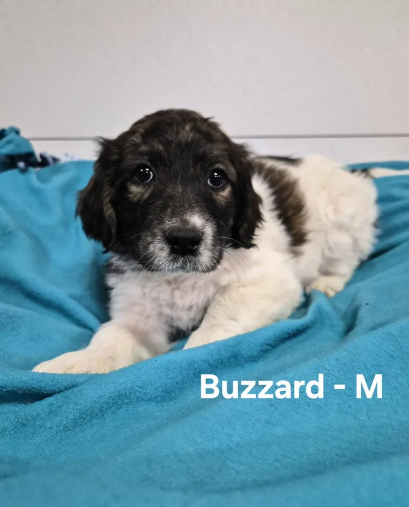 A baby medium-sized male Great Pyrenees dog named Buzzard for adoption in Hillside, IL