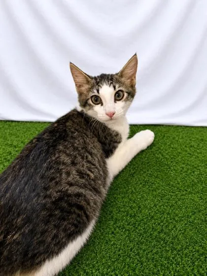 A baby small-sized male Brown / Chocolate Domestic Short Hair cat named Ariety for adoption in Covington, LA