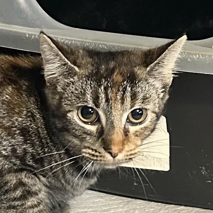 A baby small-sized female Brown / Chocolate Domestic Short Hair cat named Sassy for adoption in Irwin, PA