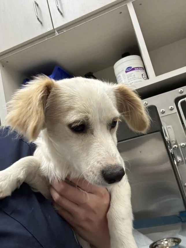 A baby small-sized male Chihuahua dog named Banana for adoption in Olivehurst, CA
