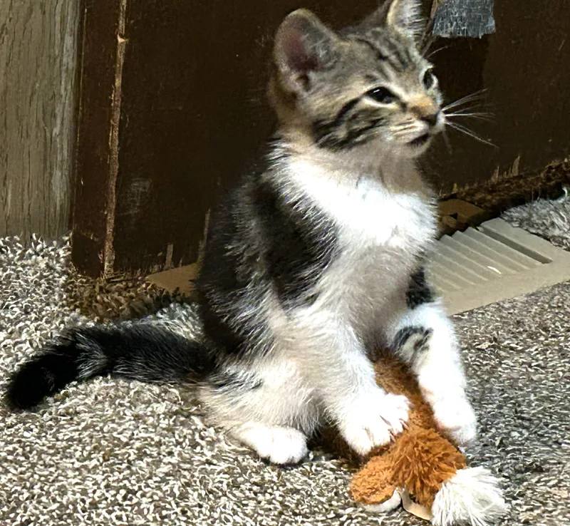 A baby medium-sized male Tabby (Brown / Chocolate) Domestic Short Hair cat named Potato โ A Sweet for adoption in Prescott, AZ
