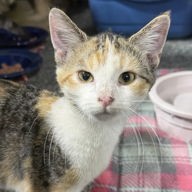 A baby medium-sized female Calico Domestic Short Hair cat named Tootsie for adoption in De Soto, IA