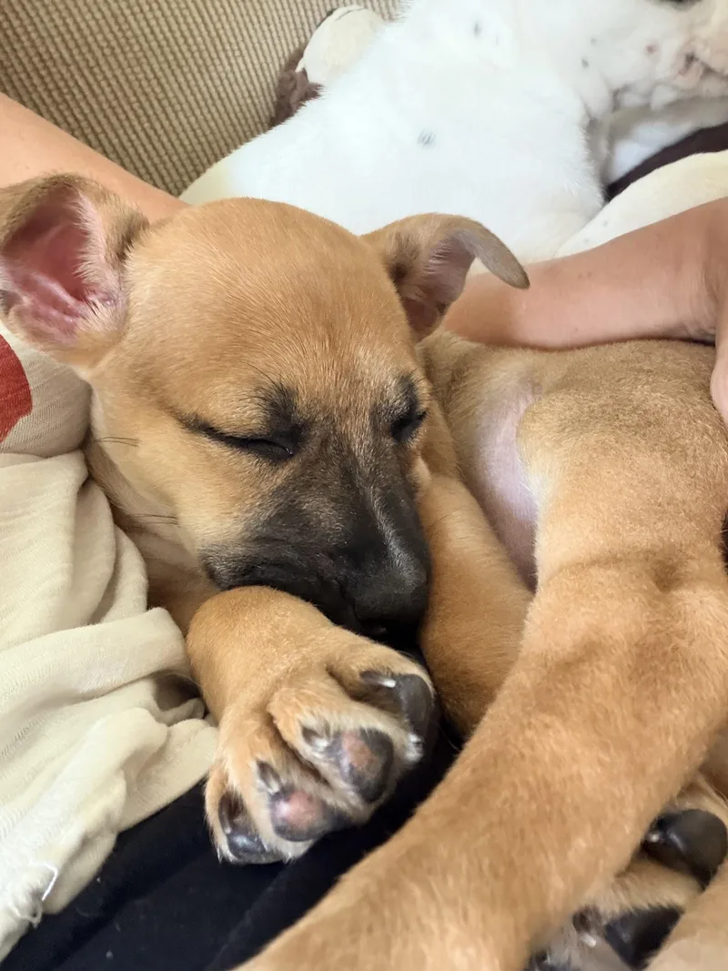A baby medium-sized female Pit Bull Terrier dog named Honey for adoption in Youngstown, OH