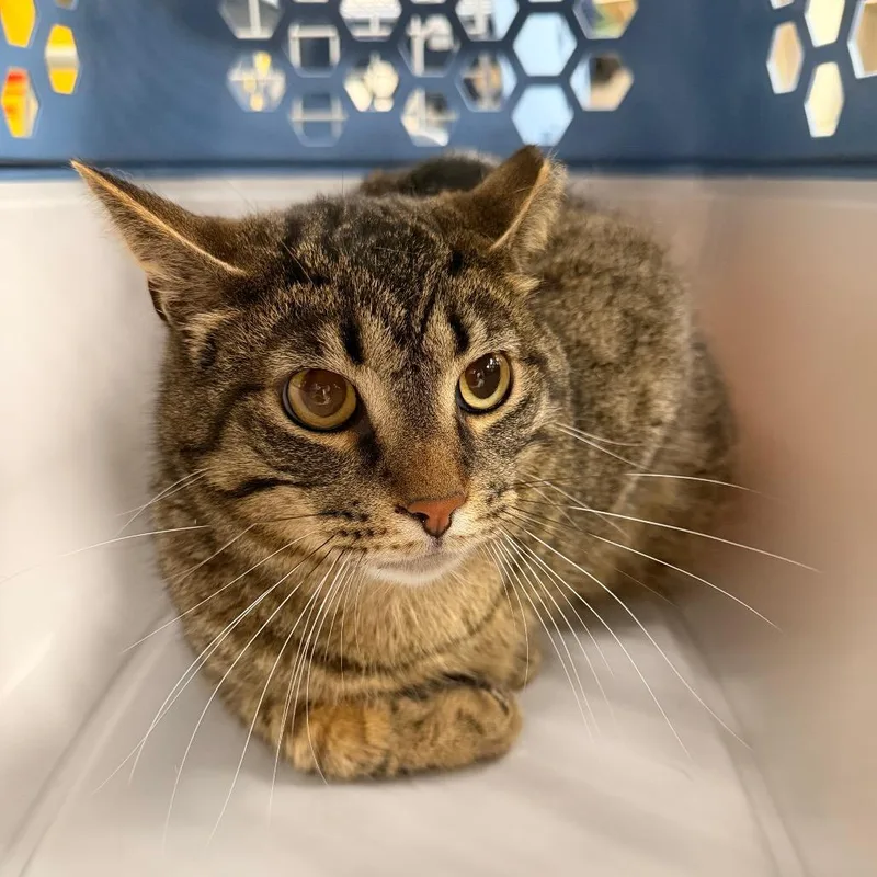 An adult large-sized male Brown / Chocolate Domestic Short Hair cat named Randy for adoption in Indianapolis, IN