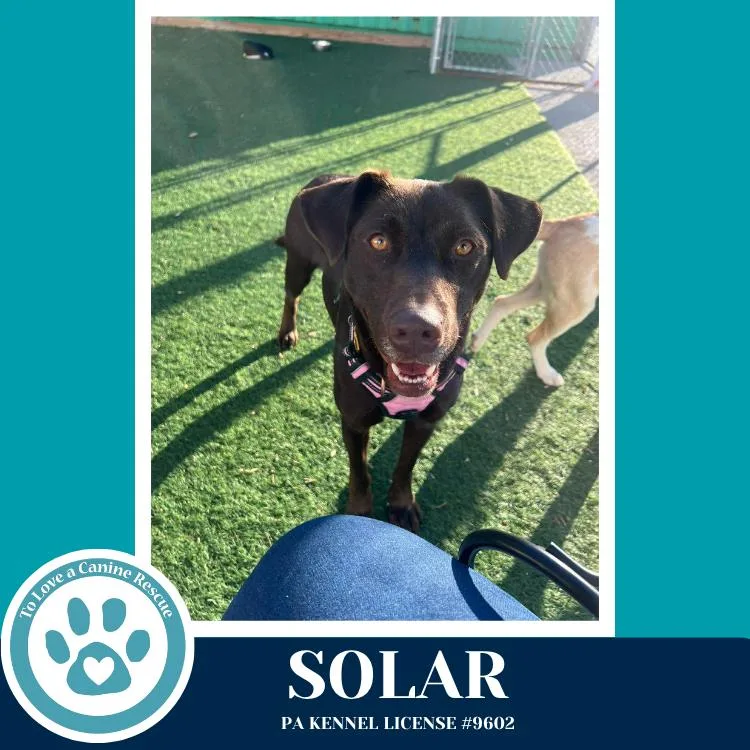 An adult medium-sized female Brown / Chocolate Labrador Retriever dog named Solar for adoption in Kimberton, PA