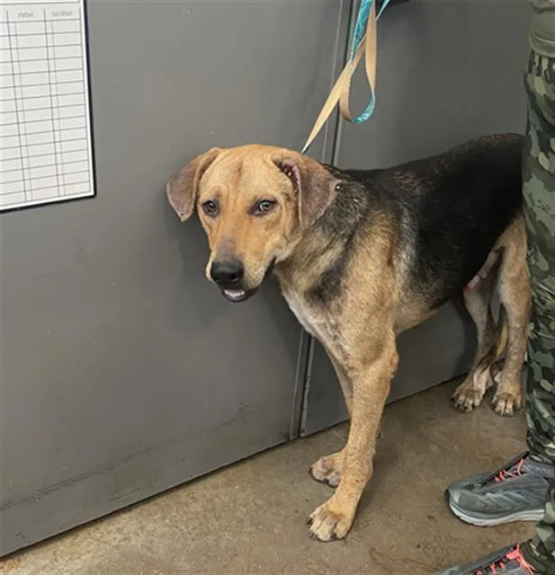 A young large-sized male Mixed Breed dog named Moon for adoption in Dallas, TX