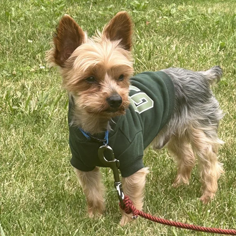 An adult small-sized male Brown / Chocolate Mixed Breed dog named Yoshi  Home To for adoption in South Elgin, IL