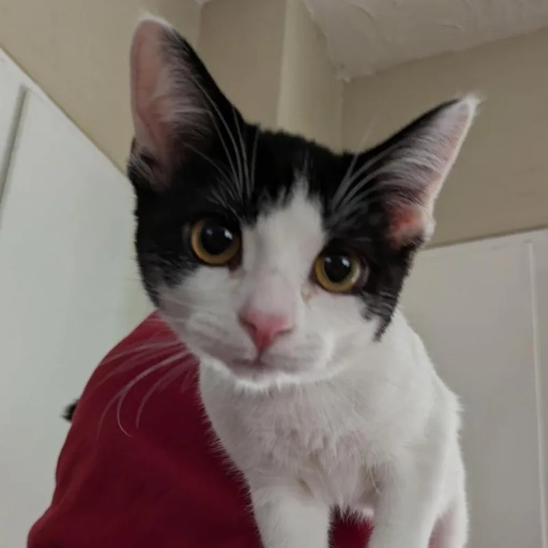 A baby medium-sized female Black & White / Tuxedo Domestic Short Hair cat named Chard for adoption in Hudsonville, MI