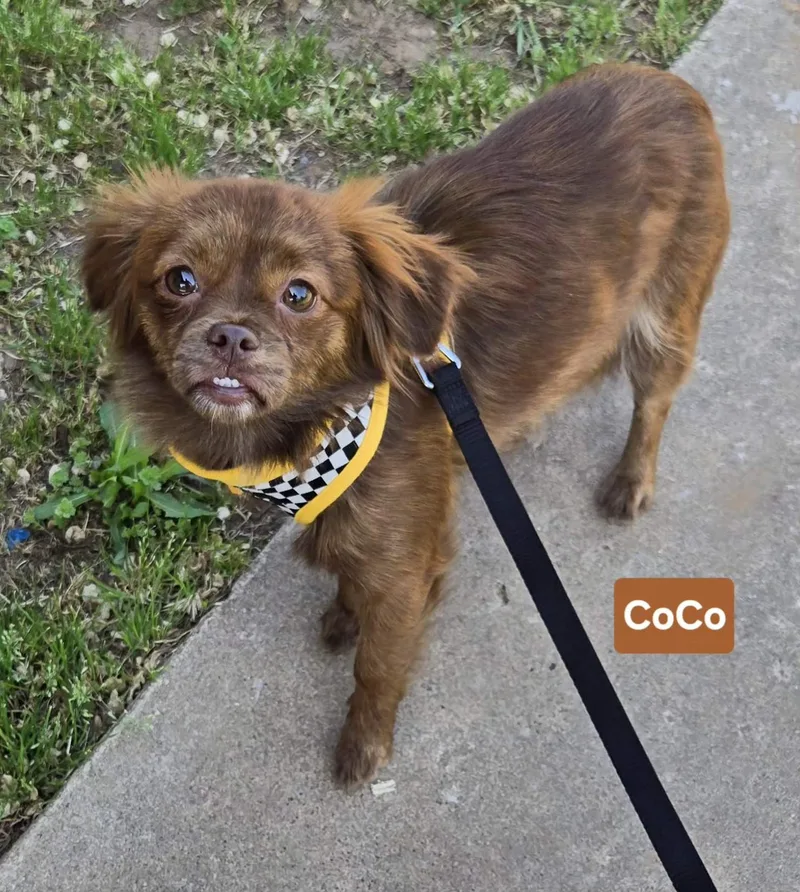 An adult small-sized female Chihuahua dog named Coco   $ for adoption in Milwaukee, WI