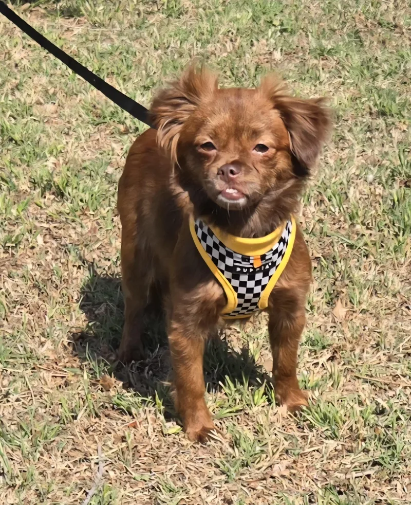 Coco   $ thumbnail 3