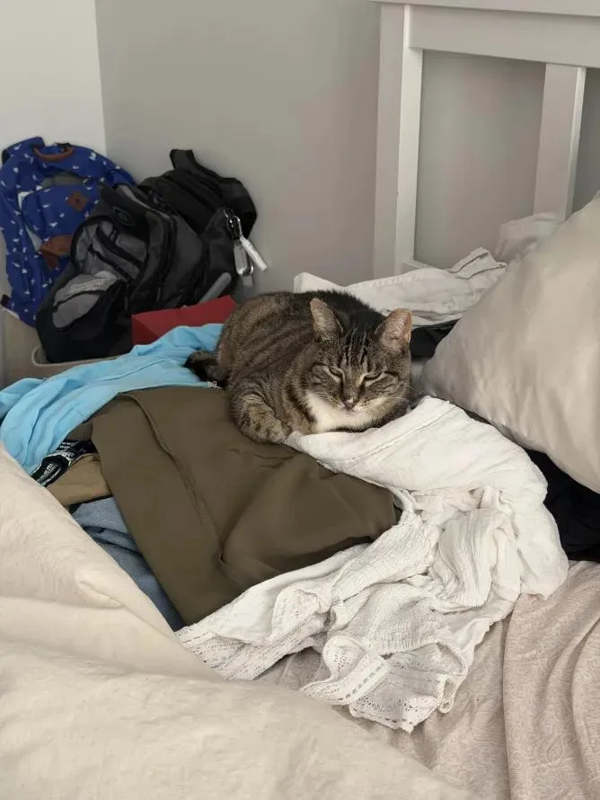 A young medium-sized female Tabby (Gray / Blue / Silver) Domestic Short Hair cat named Pixie for adoption in Weehawken, NJ