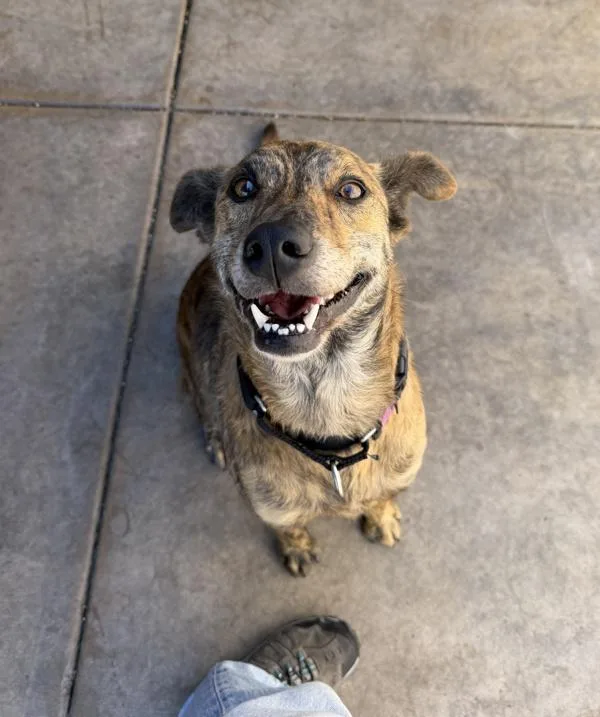 An adult medium-sized female Dutch Shepherd dog named Juna for adoption in San Diego, CA