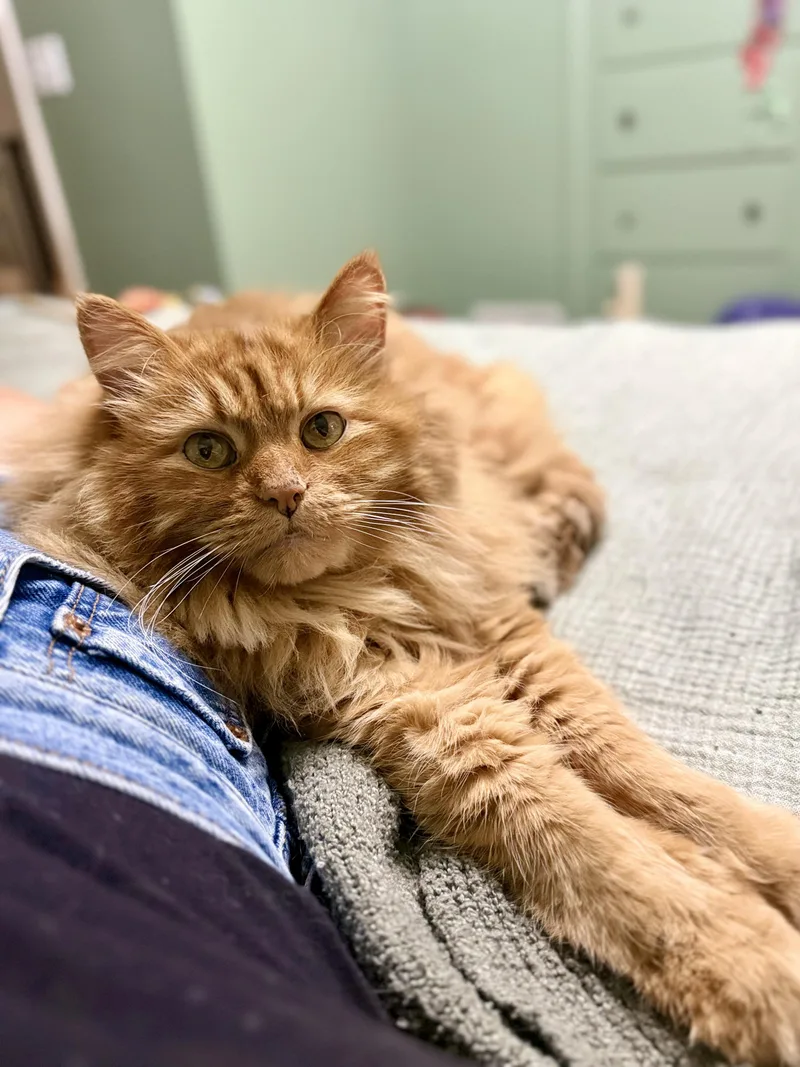 An adult large-sized male Orange / Red Maine Coon cat named Thomas  Friendly for adoption in Holland, MI