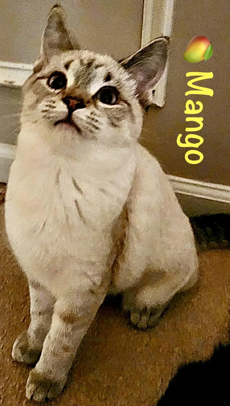 A baby medium-sized female Siamese cat named Mango for adoption in Reston, VA