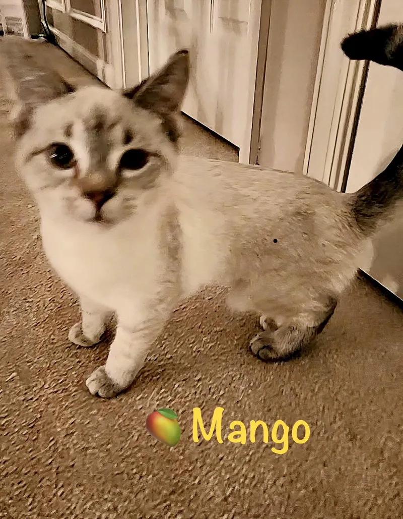 Mango thumbnail 2