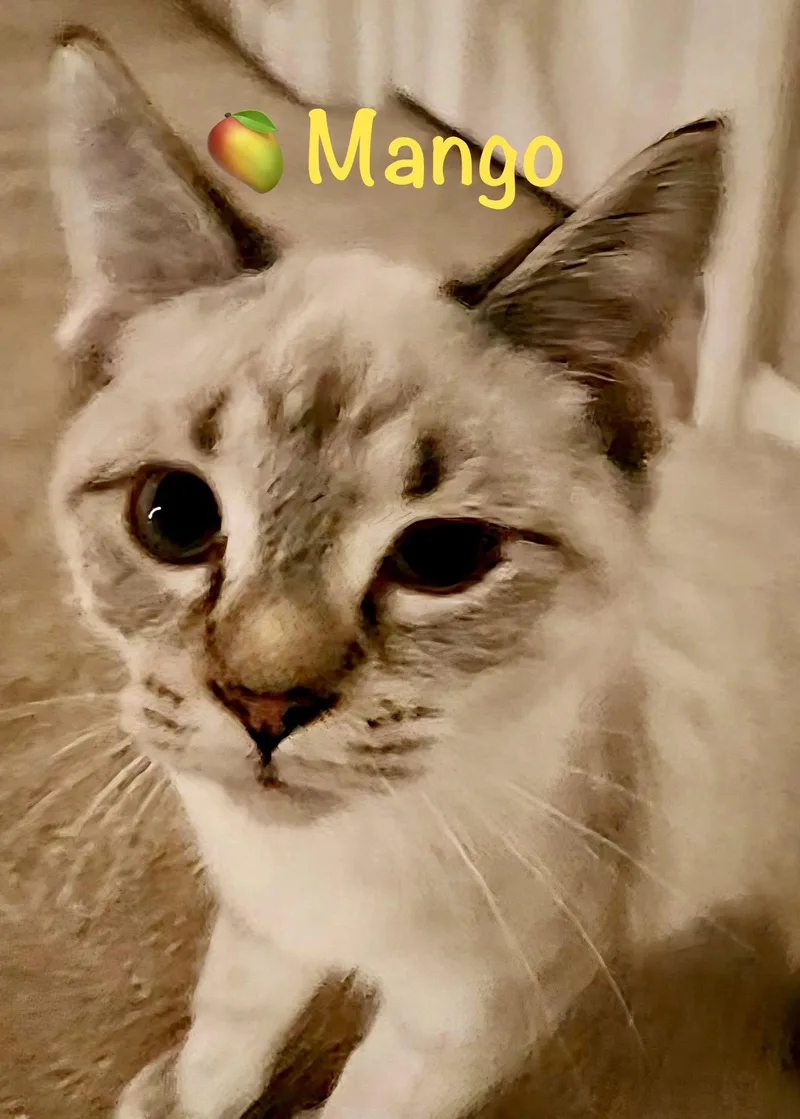 Mango thumbnail 3