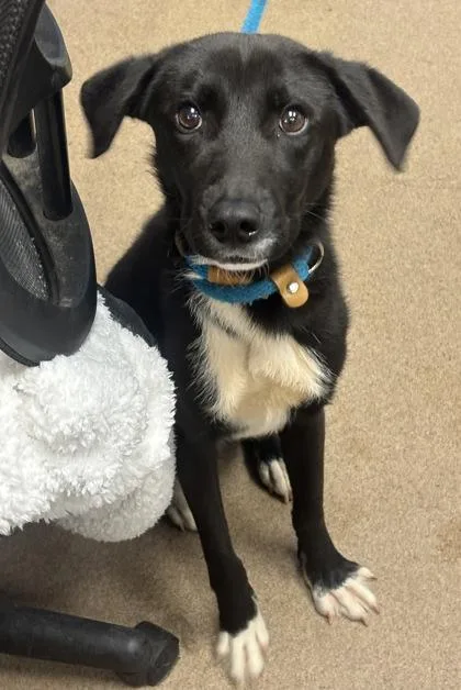 An adult medium-sized male Mixed Breed dog named Rotauni for adoption in Chamblee, GA