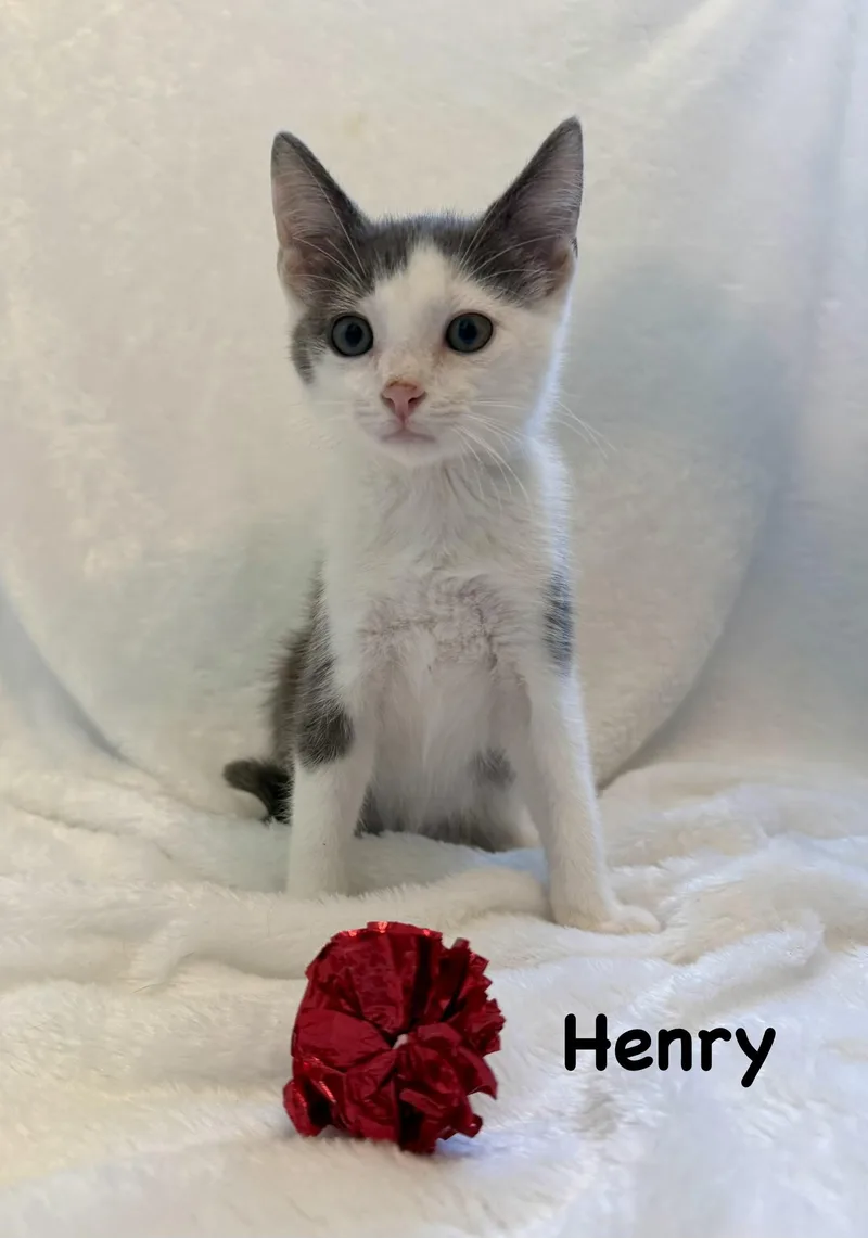 A baby medium-sized male Gray & White Domestic Short Hair cat named Henry for adoption in Copley, OH