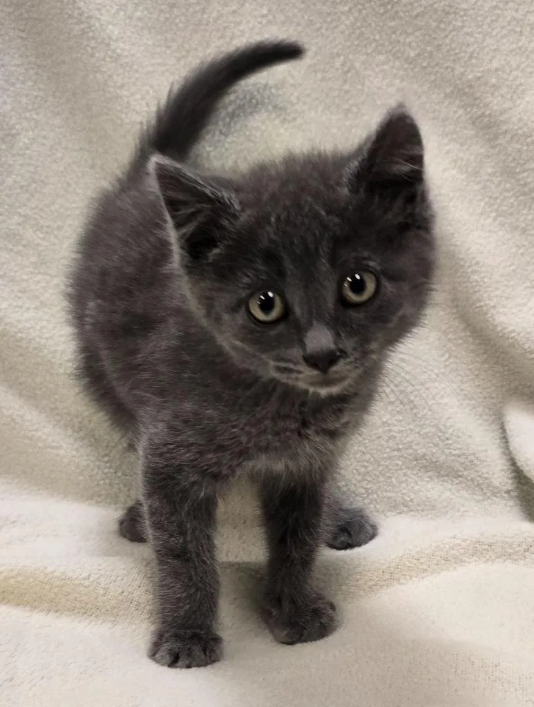 A baby small-sized male Domestic Short Hair cat named Smokey for adoption in Murphysboro, IL