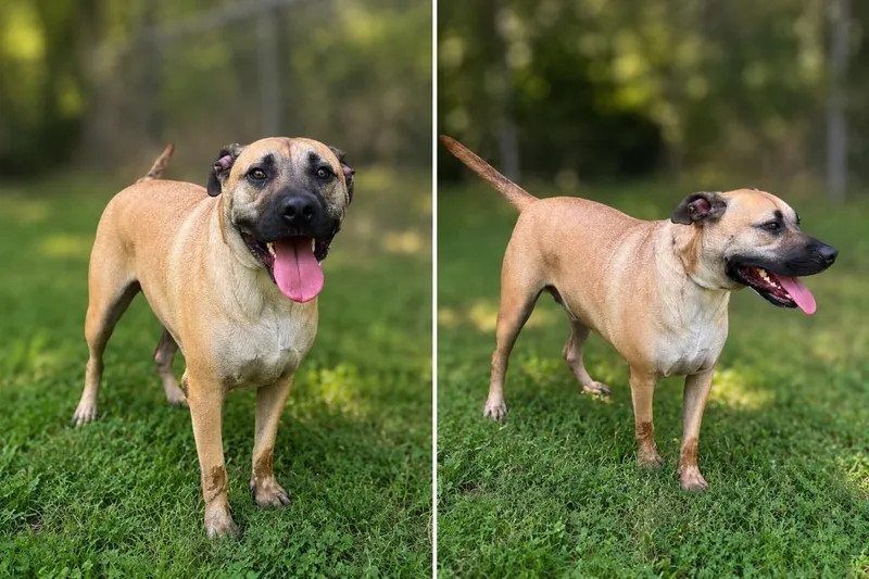 A young medium-sized male Boxer dog named Ak for adoption in Russellville, KY