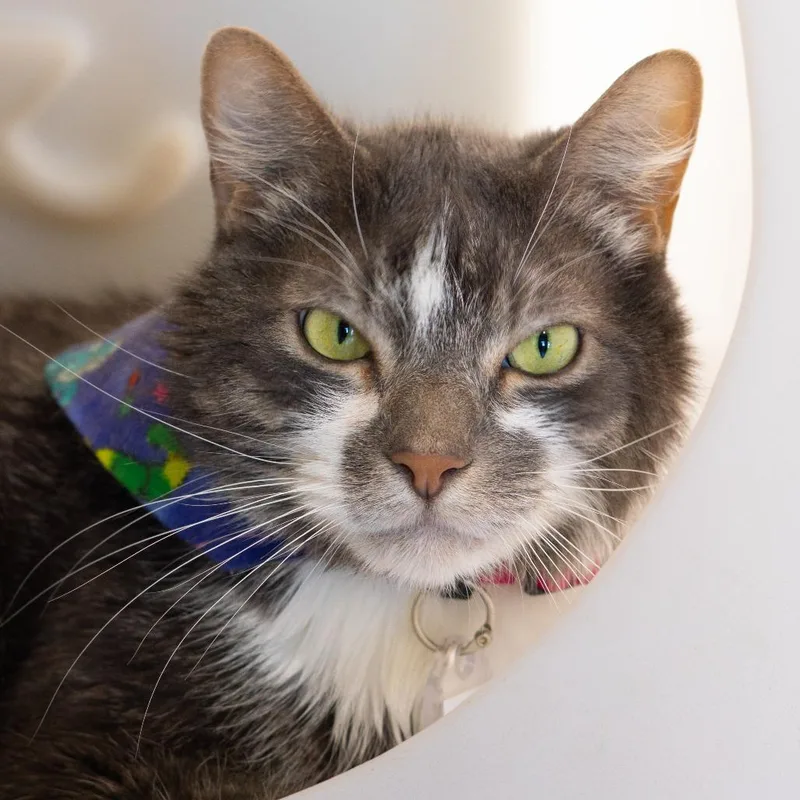 An adult medium-sized male Gray / Blue / Silver Domestic Medium Hair cat named Mittens II for adoption in Lakewood, CO