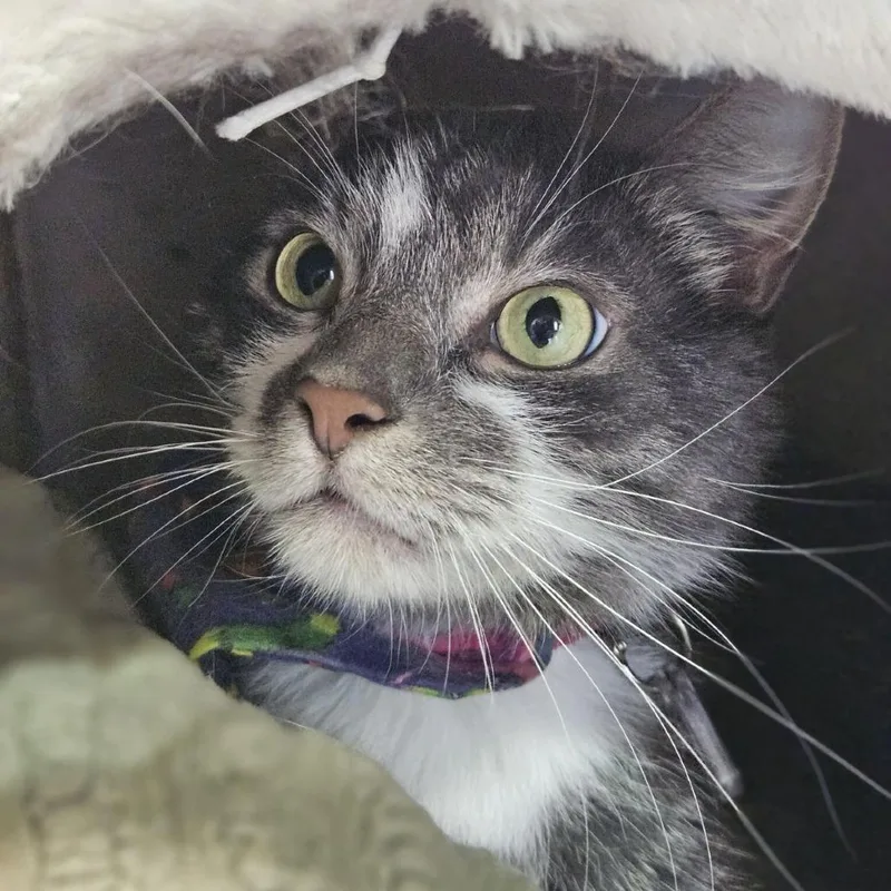 Mittens II thumbnail 2