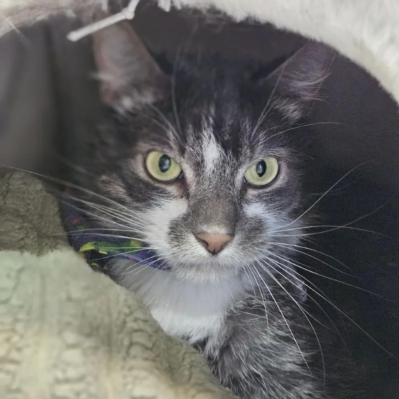 Mittens II thumbnail 3