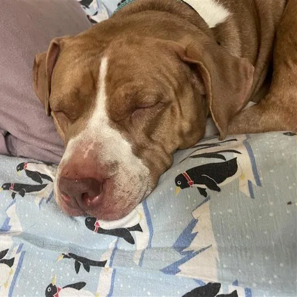 An adult large-sized female Red / Chestnut / Orange Pit Bull Terrier dog named Luna for adoption in Birdsboro, PA